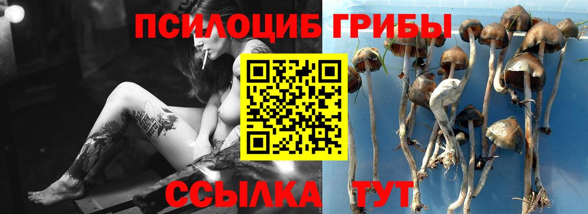 Химки  Псилоцибиновые грибы GOLDEN TEACHER  где купить   Вход с VPN 